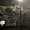 夜桜