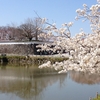 舞鶴公園（福岡市中央区）～福岡城址の桜の名所