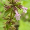 今年初めて見つけた春の草：ヤブチョロギ、タツナミソウ、ムシクサ