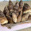 立派なたけのこ
