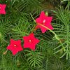 9月のくらしの植物苑