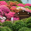 #根津神社#つつじ