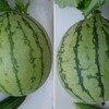 小玉西瓜
