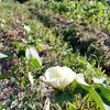 処暑｜今日のブルーベリーマフィンが「あの日」まで連れ戻してくれた。