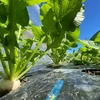 根菜類の土寄せ  大きくなぁれ