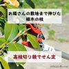 お隣さんの敷地まで伸びた植木の枝を剪定　戸建ては管理が大変【DIY】