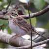 JR福知山線）有馬富士公園。ヒバリ、カシラダカ、シジュウカラ（実）、ルリビタキ、ホオジロ、アトリ、ヤマガラ、アオジ、メジロ、モズ、カワラヒワ、シロハラ、ヒドリガモ。