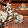 湯島天神「梅まつり」の見頃は？2025年2月19日開花状況（東京都文京区）