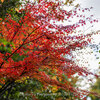 【Z 9 & NIKKOR Z 85mm f/1.2 S・仙台市内】仙台輪王寺の紅葉はグラデーション。November  2023