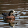 お昼休みに公園鳥見散歩３（その１）