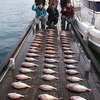 2015年12月31日　小豆島のマダイ