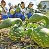 つぶやき～鹿谷恐竜ひょうたん＠福井県勝山市