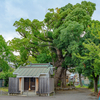 下田街道を往く