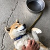 迷子は猫じゃなくて犬でした。