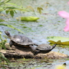 今朝の瓢湖