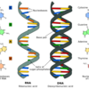 ＰＣＲ検査をわかりやすく　その１「ＤＮＡとＲＮＡ」