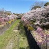 桜見物二連ちゃん