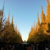 紅葉はやっぱり！明治神宮外苑のイチョウ　11月19日