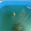 長物の金魚はより長く生きる
