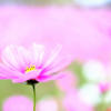 【写真スポット】秋の花、秋桜(コスモス)｜兵庫 ひまわりの丘公園