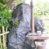 ワイルドに着生