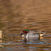 2019年1月27日の鳥撮り-葛飾区