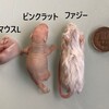 アネリ餌変える～ピンクラットへ～