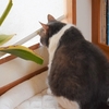 只今ニャルソック中
