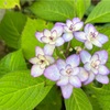 今年も紫陽花の季節が周る