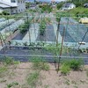 実家の畑で農作業でした