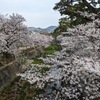 夙川公園｜2024年も桜を開花まで観察していきます🌸