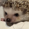 最近のハロプロ推し活、ちょっと停滞中？在宅ヲタの楽しみ方
