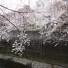 一日暖かく、桜の開花もかなり進んだ