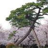 住吉公園の桜と松