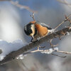 2011年　野鳥のレストラン