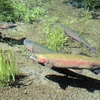 小冶田の年魚道の水を･･･巻第13-3260～3262