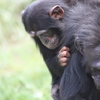 円山動物園その３