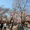 小江戸川越の桜