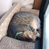 脊髄梗塞