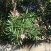 夾竹桃