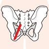 座っていると尾てい骨・お尻が痛くなる人はここを緩めよう！効果的なストレッチを紹介