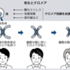 「命の回数券」テロメアを守れ