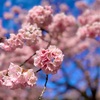 吉祥寺: 散歩『お花見』は、早咲きの桜達にまみれて♫