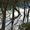 Sat. 岩手県・錦秋湖・水中木