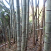 竹さん伐採の続きです