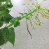 花山葵の花見