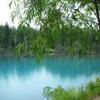 北海道ガーデン街道花風景♪