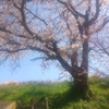 今年の櫻興産の桜は…