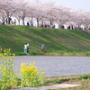 西日本最大級！加古川沿いに約 4㎞ に渡って 650本の桜並木が続く絶景スポット！「おの桜つづみ回廊」に行ってきた！