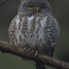 Collared Owlet ヒメフクロウ (北インドの鳥その17)